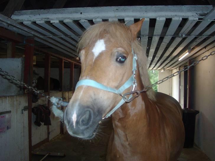 Anden særlig race Picasso!<3 - savnet. billede 5