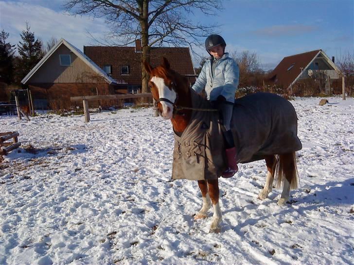 Welsh Pony af Cob-type (sec C) Gribsvads Mikkel( R.I.P ) - amalie og mikkel i sneen billede 6