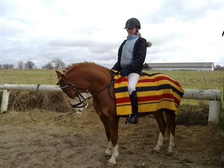 Welsh Pony af Cob-type (sec C) Gribsvads Mikkel( R.I.P ) - Mikkel og jeg til stævne billede 10