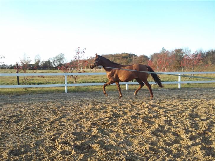 Welsh Partbred (Sec F) Flying Figo (solgt) R.I.P billede 2