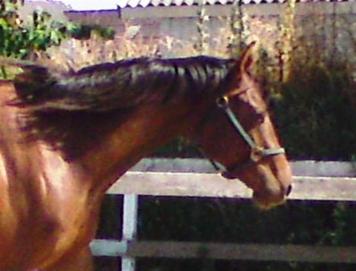 Welsh Partbred (Sec F) Flying Figo (solgt) R.I.P billede 4