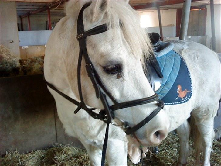 Welsh Pony (sec B) Edelweiss Sonny  - Velkommen til Sonnys Profil:D billede 1