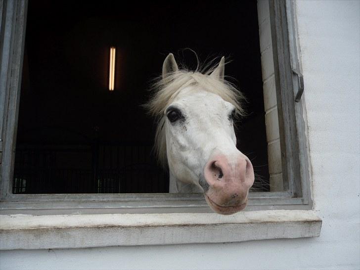 Welsh Pony (sec B) Edelweiss Sonny  - Dressur kusrsus på nybølgård . 13 Juni 2010. Han elskede bare de vinduer;) billede 2