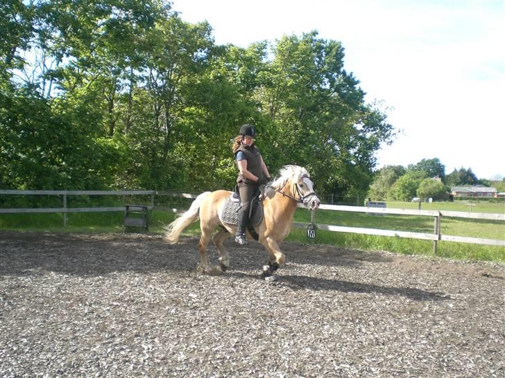 Haflinger MayBee + RIP + - MayBee og Tina på banen. billede 9