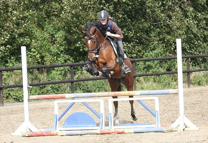 New Forest Ibi Star B-pony  - Velkommen til Ibi Stars profil :) billede 2