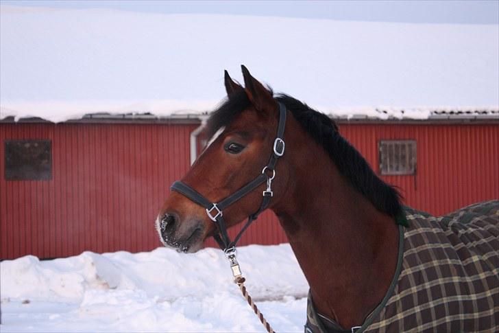 New Forest Ibi Star B-pony  - I sneen i vinters :D billede 3