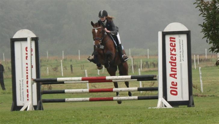 New Forest Ibi Star B-pony  - Stævne i egtved - 2 plads :) billede 8
