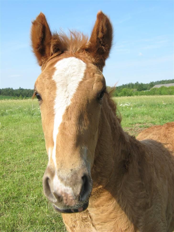 Jyde Lucas - : foto miig billede 18