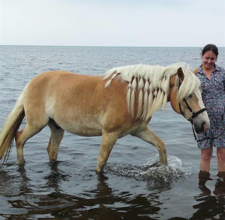 Haflinger Stardust - På strandtur med mor sommer 2009 - meget tyk pony... billede 11