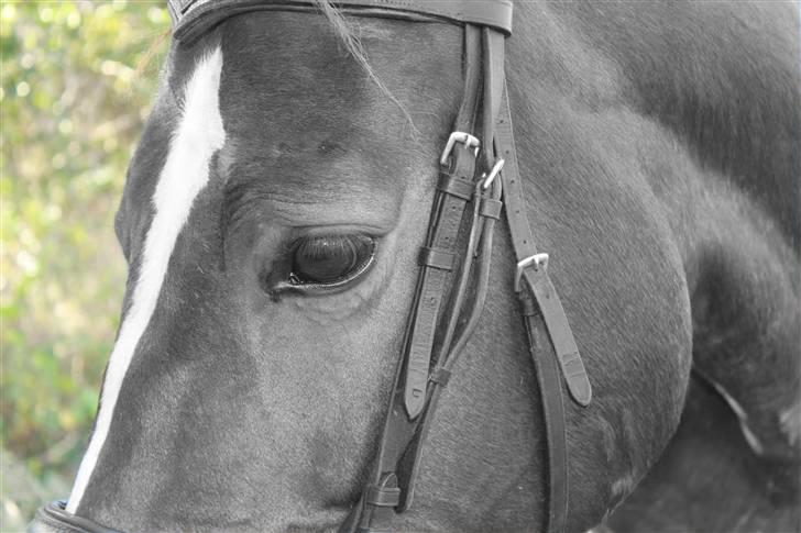 Dansk Varmblod Chassé Bjørnhøj -  - Velkommen til Chasse´s profil<3 smid gerne en kommentar fotograf: mig billede 1