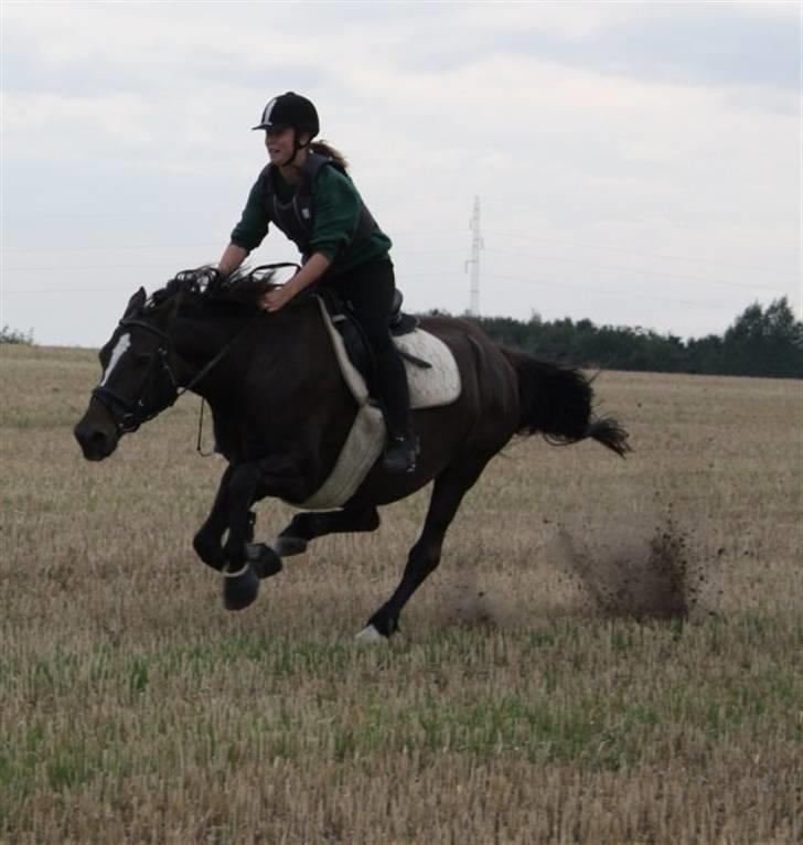 Dansk Varmblod Chassé Bjørnhøj -  - jord jord jord!! gigig i fuld fart over stubmarken Fotograf: emma lykke billede 2