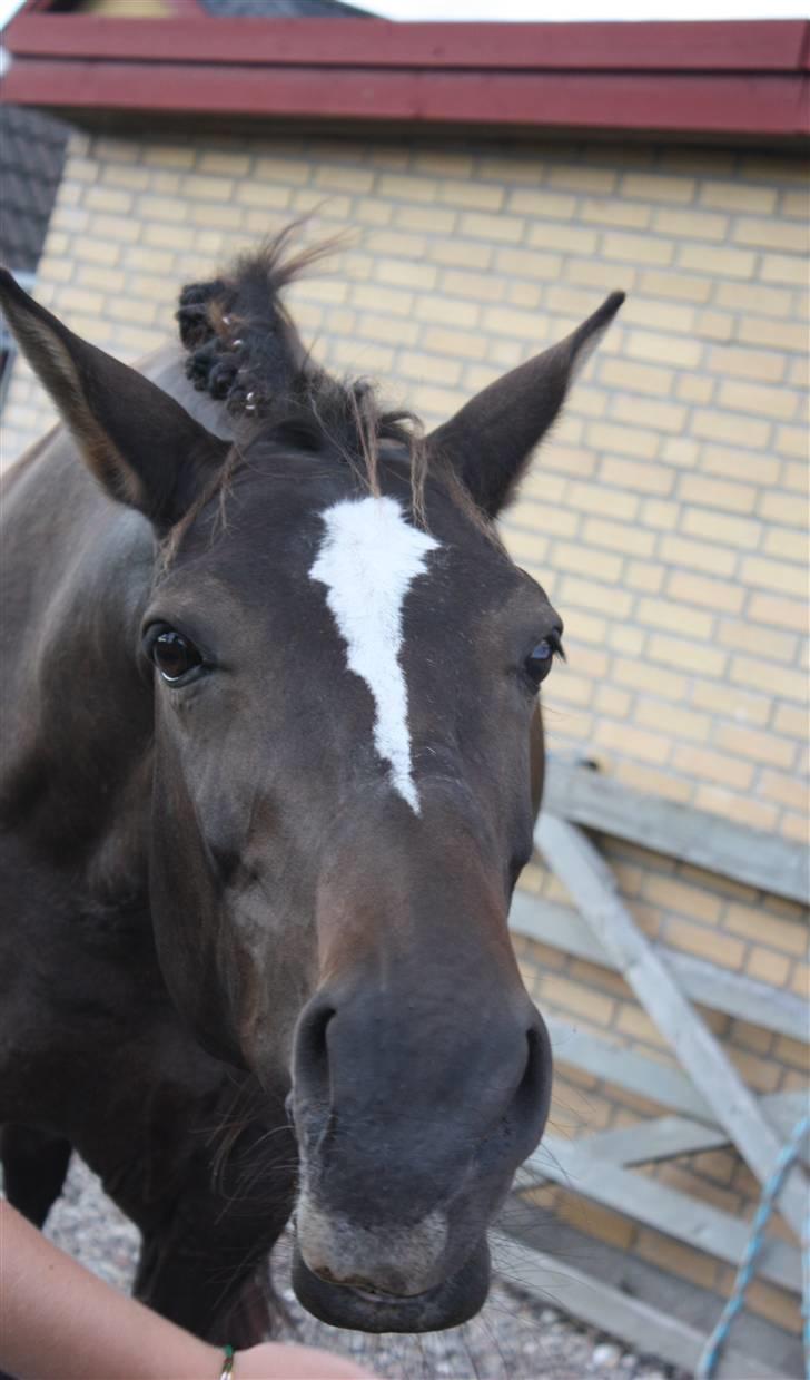Dansk Varmblod Chassé Bjørnhøj -  - chasse ;D fotograf; pernille pipfugl billede 3