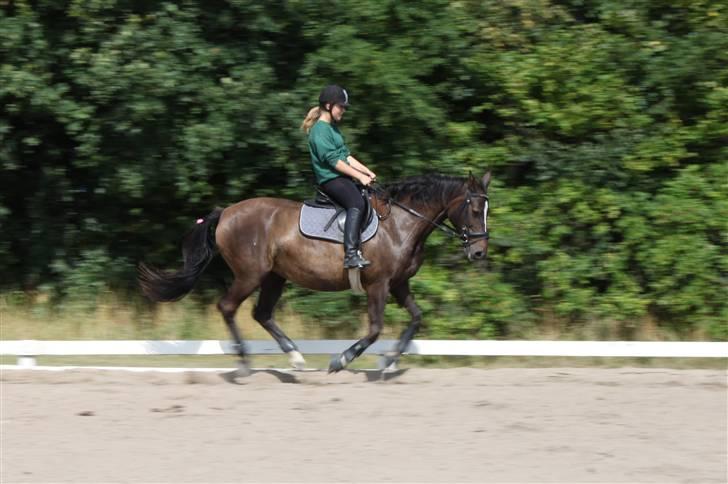 Dansk Varmblod Chassé Bjørnhøj -  - træning Fotograf: min far billede 4