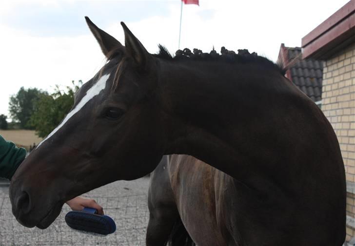 Dansk Varmblod Chassé Bjørnhøj -  - Fotogen?! fotograf: pernille billede 5