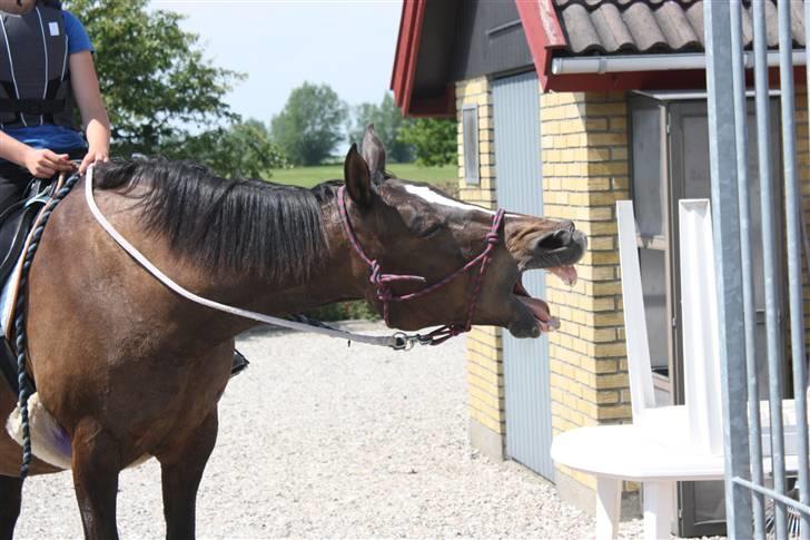 Dansk Varmblod Chassé Bjørnhøj -  - haha gab en træt chasse Fotograf: pernille billede 6