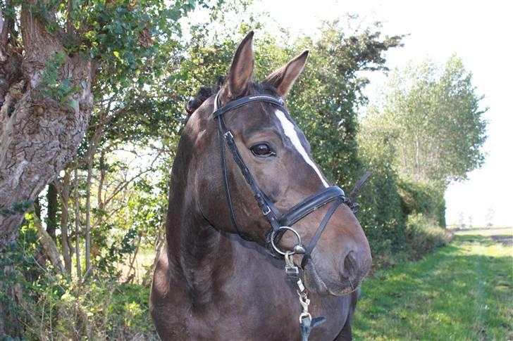 Dansk Varmblod Chassé Bjørnhøj -  - mega hyggelig tur med chasse Fotograf: mig  billede 7