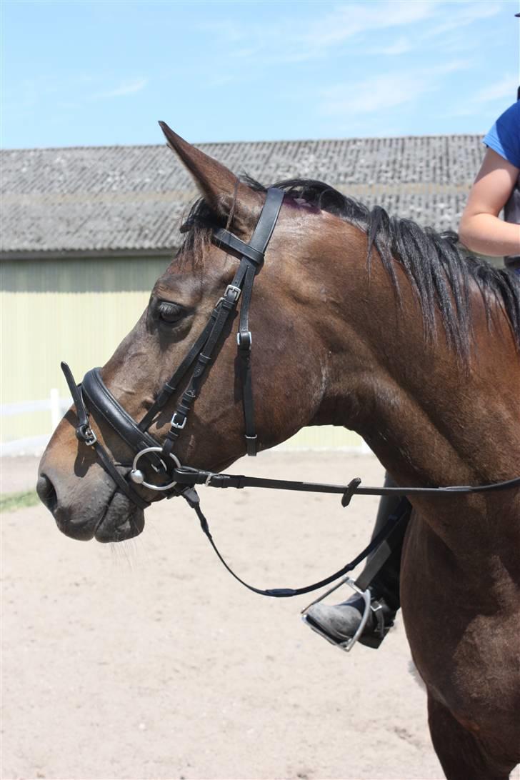 Dansk Varmblod Chassé Bjørnhøj -  - du så smuk Fotograf: pernille billede 8