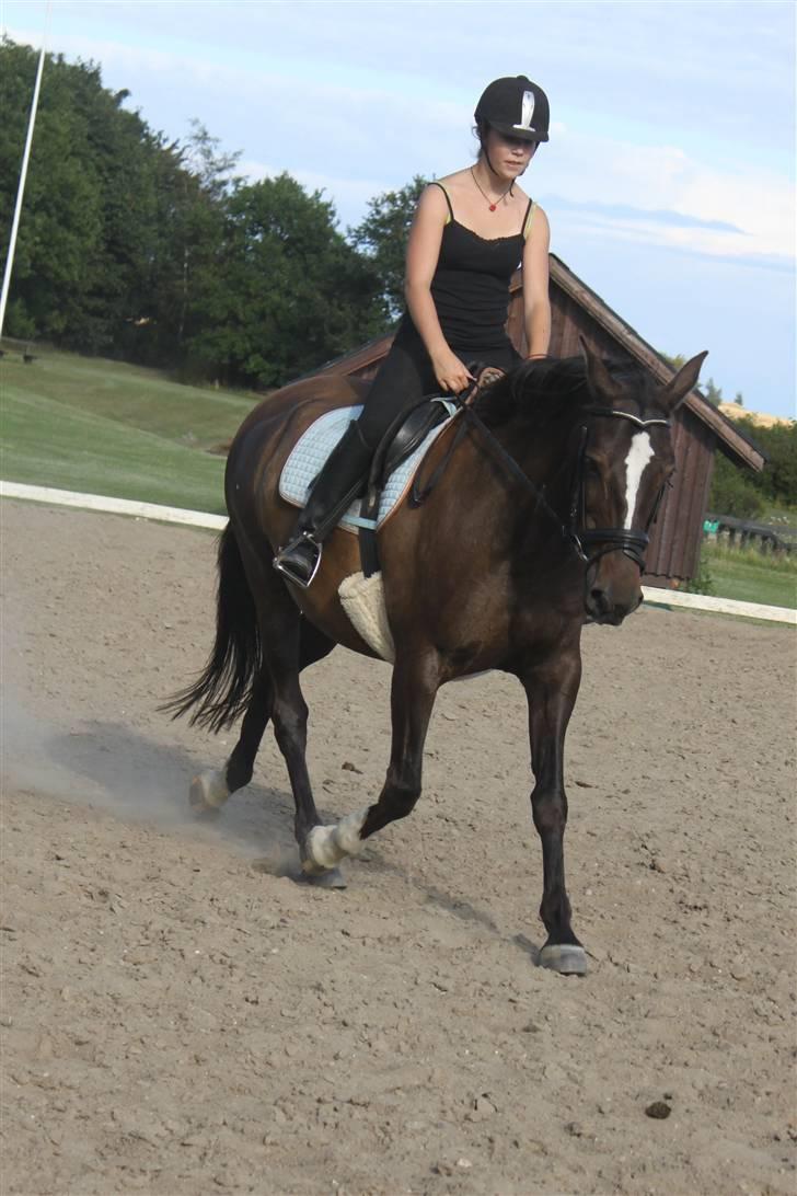 Dansk Varmblod Chassé Bjørnhøj -  - træning Fotograf: pernille billede 9