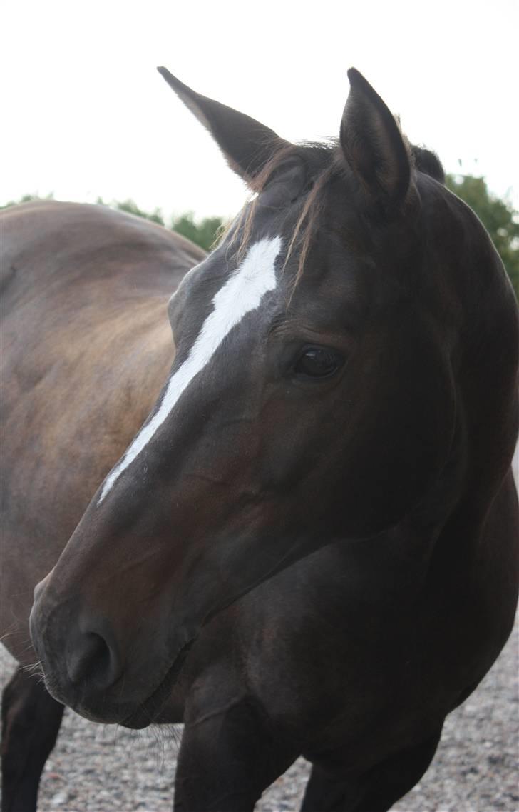 Dansk Varmblod Chassé Bjørnhøj -  - smukke dyret<3 Fotograf: pernille billede 10