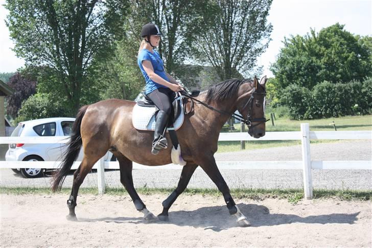 Dansk Varmblod Chassé Bjørnhøj -  - dressur træning Fotograf: pernille billede 11