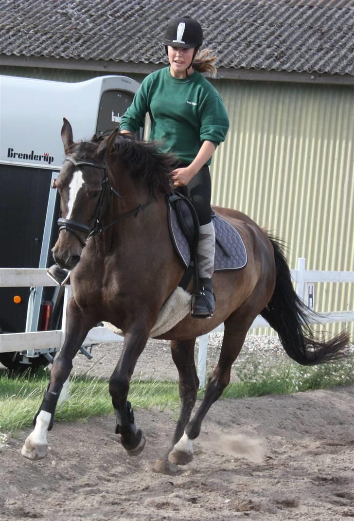 Dansk Varmblod Chassé Bjørnhøj -  - elsker det billede;D Fotograf: pernille billede 12