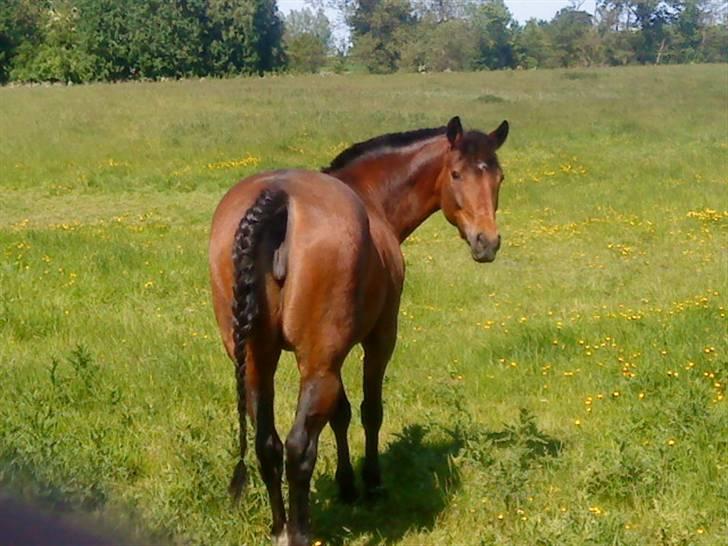 New Forest Firfod frisind billede 15