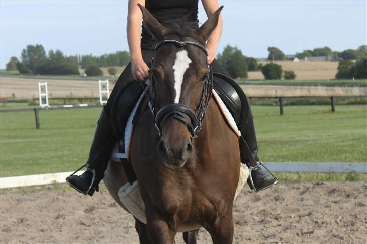 Dansk Varmblod Chassé Bjørnhøj -  - chasse ;D fotograf; pernille pipfugl billede 13