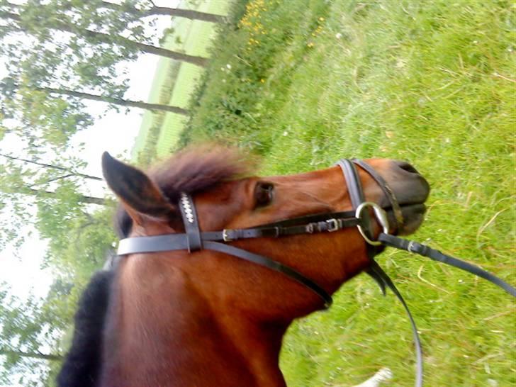 New Forest Firfod frisind billede 16