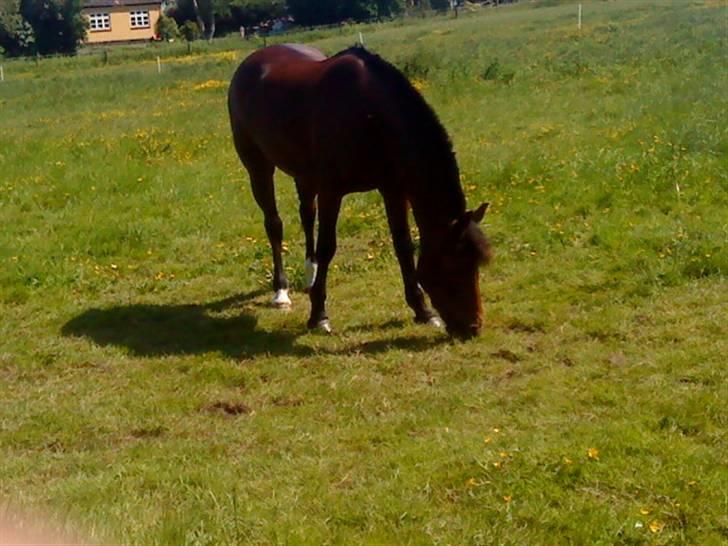 New Forest Firfod frisind billede 17