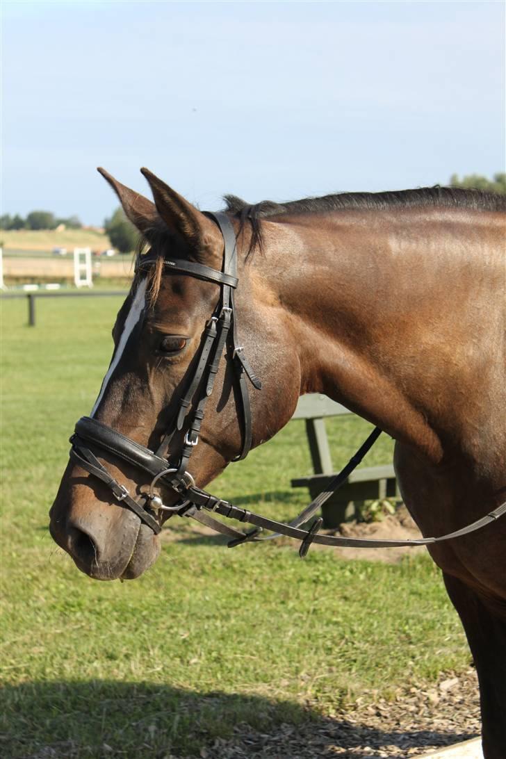 Dansk Varmblod Chassé Bjørnhøj -  - åhh.. man kan ikke andet end at elske dig ! fotograf: pernille billede 14