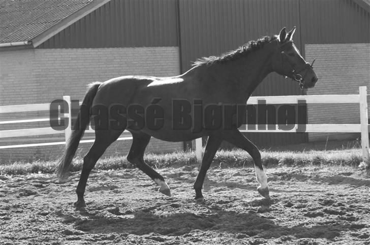 Dansk Varmblod Chassé Bjørnhøj -  - løs på ridebanen Fotograf: mig selv billede 15