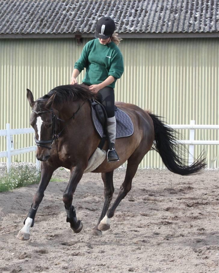 Dansk Varmblod Chassé Bjørnhøj -  - træning Fotograf: pernille billede 16