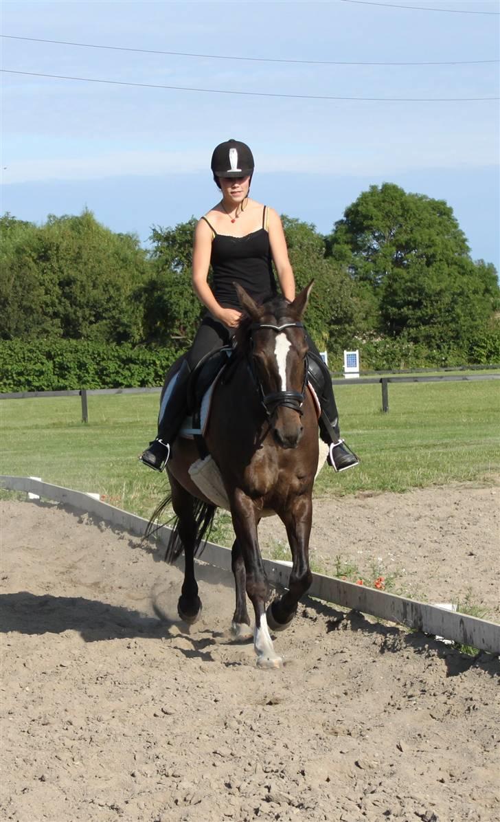 Dansk Varmblod Chassé Bjørnhøj -  - træning Fotograf: pernille billede 17