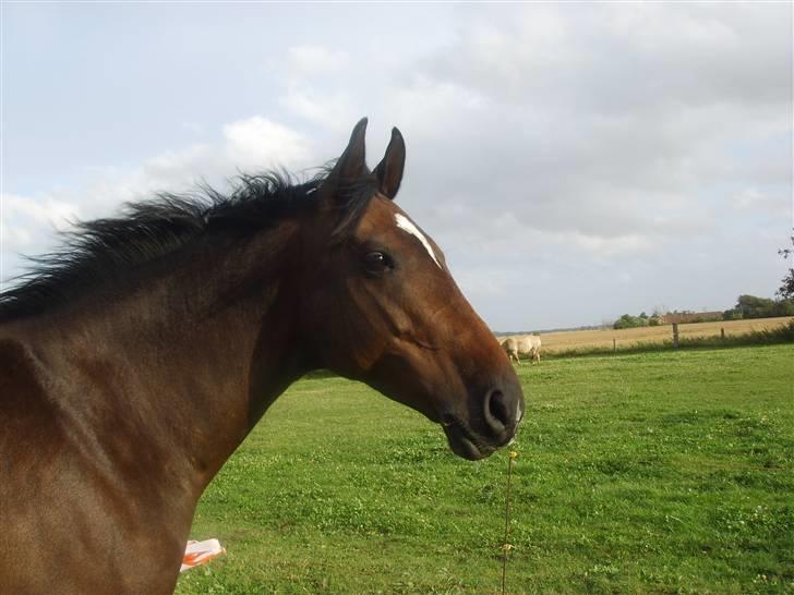 Dansk Varmblod Question Callin <3 - Velkommen :D Flere billder vil komme har lige fået hende :)  billede 1