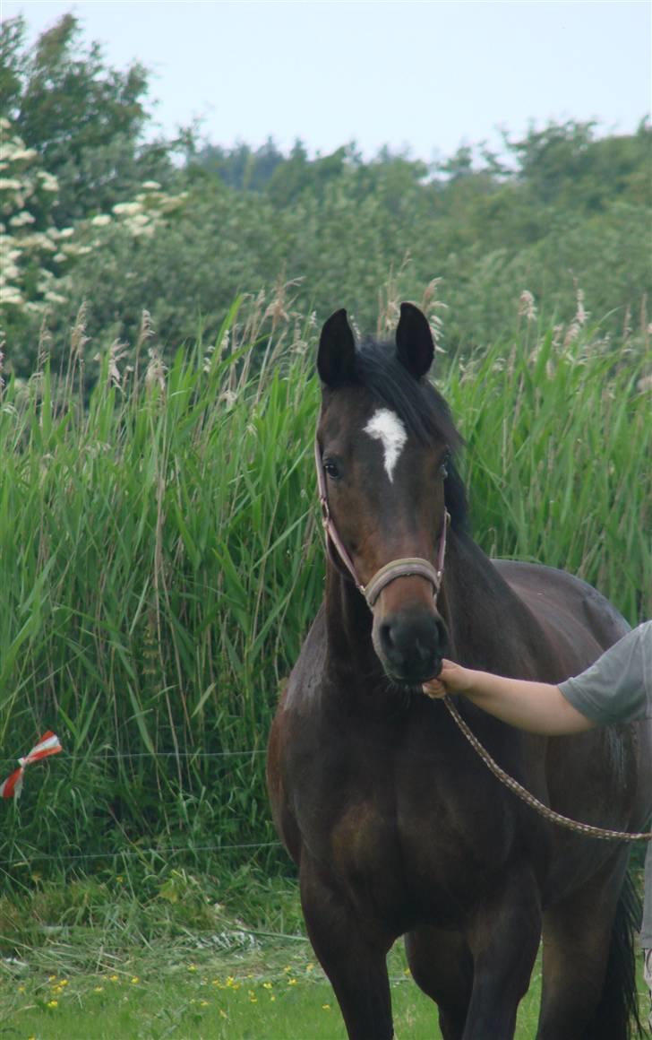 Dansk Varmblod Question Callin <3 billede 2