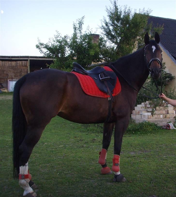 Dansk Varmblod Question Callin <3 billede 3