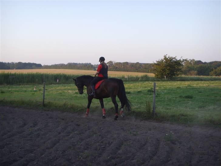 Dansk Varmblod Question Callin <3 billede 4