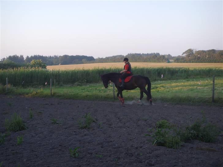 Dansk Varmblod Question Callin <3 billede 5