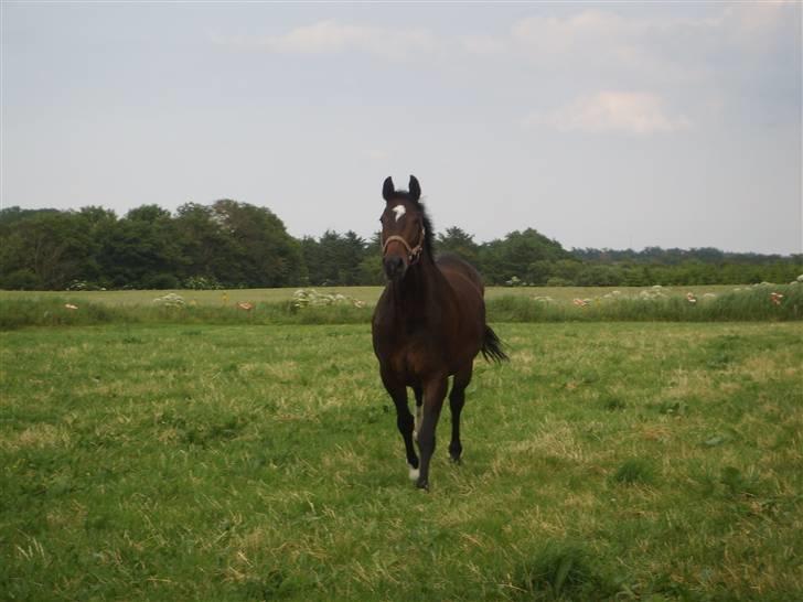 Dansk Varmblod Question Callin <3 billede 6