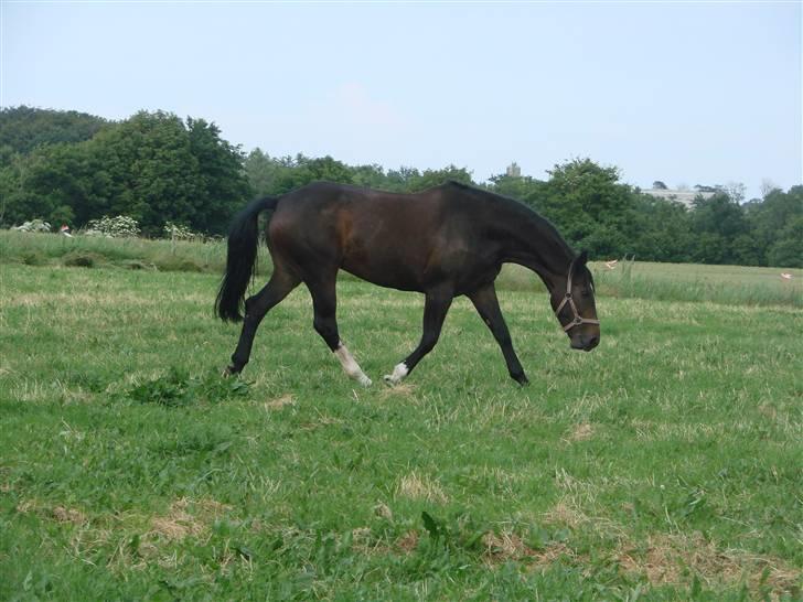 Dansk Varmblod Question Callin <3 billede 7