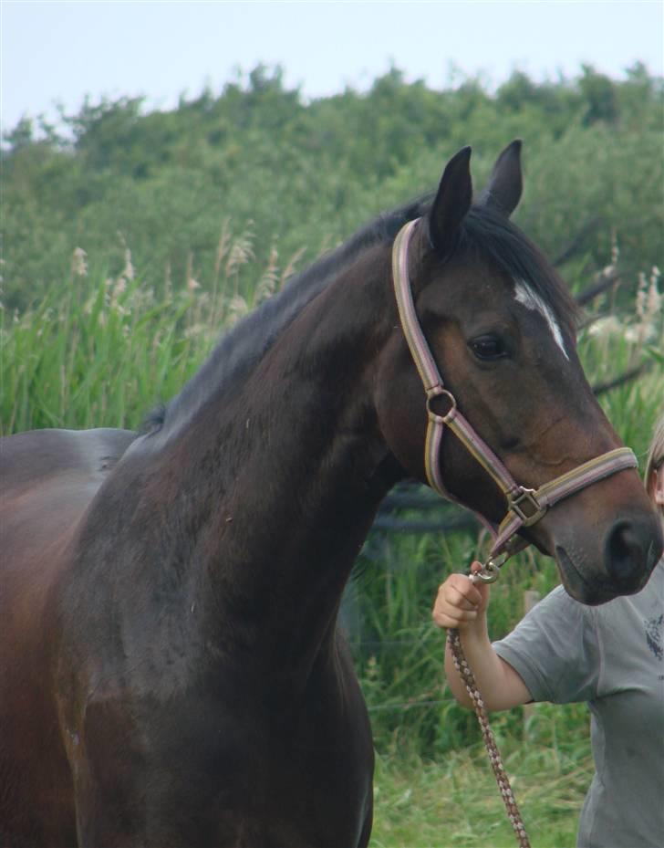 Dansk Varmblod Question Callin <3 billede 8