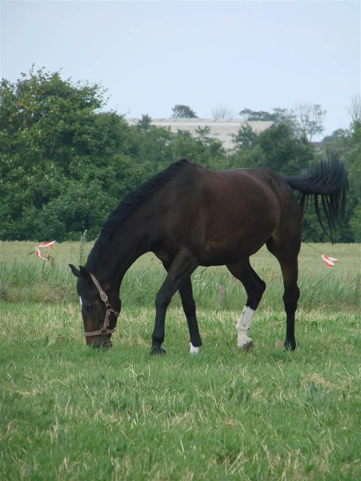 Dansk Varmblod Question Callin <3 billede 9