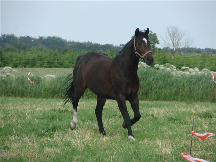 Dansk Varmblod Question Callin <3 billede 10