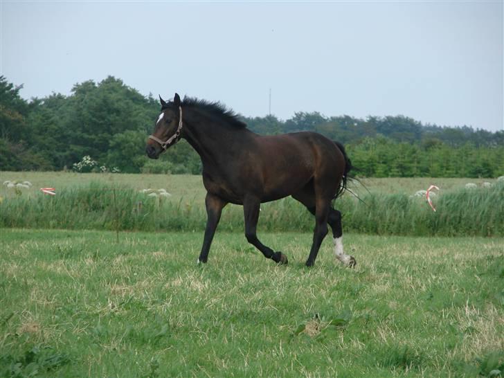 Dansk Varmblod Question Callin <3 billede 11