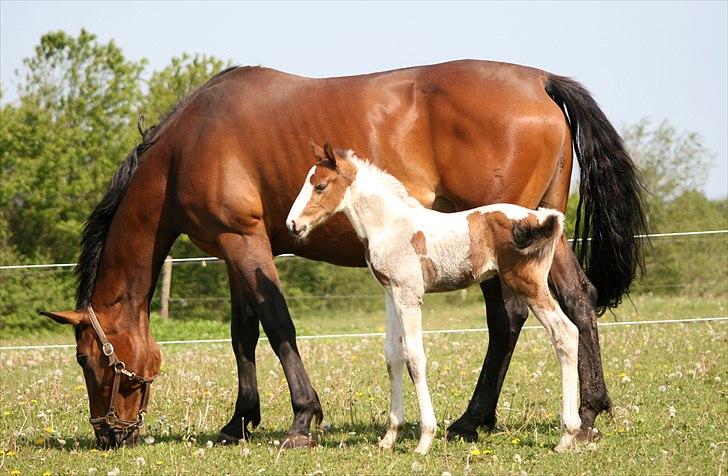 Anden særlig race Iberia S 3 *For evigt elsket <3* - Ib og lillepigen :D billede 29