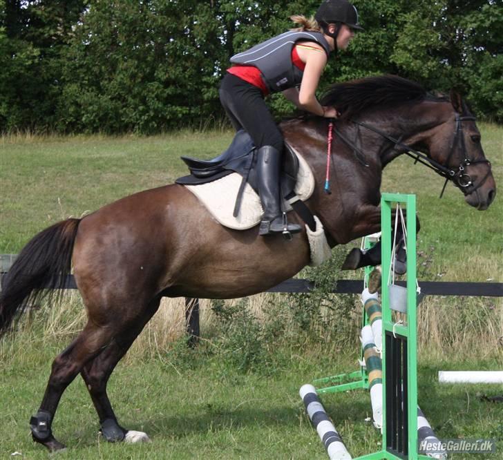 Dansk Varmblod Chassé Bjørnhøj -  - undervisnig ved henning´, ca. 90 Fotograf: emma billede 18