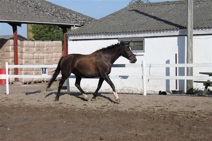 Dansk Varmblod Chassé Bjørnhøj -  - løs på ridebanen Fotograf: mig selv billede 19
