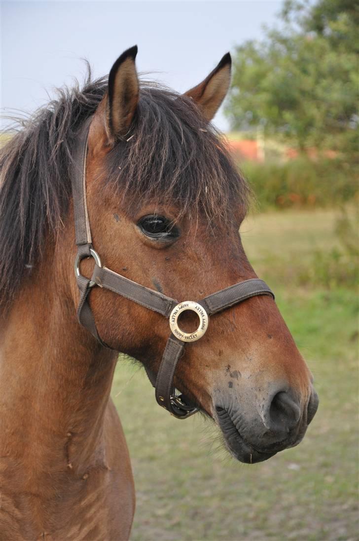 Islænder Djákni billede 1
