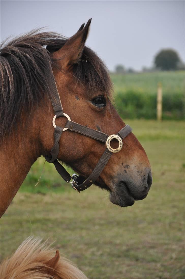 Islænder Djákni billede 2