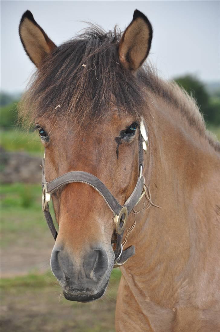 Islænder Djákni billede 3